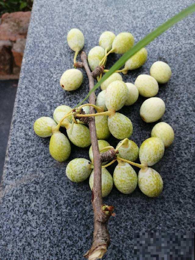 白果挂满银杏树枝头，有人说大补，有人说有毒，到底能不能吃？