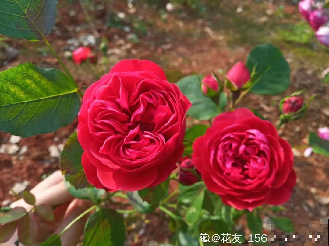 惊蛰之后，小虫乱飞，教你16种杀虫方法