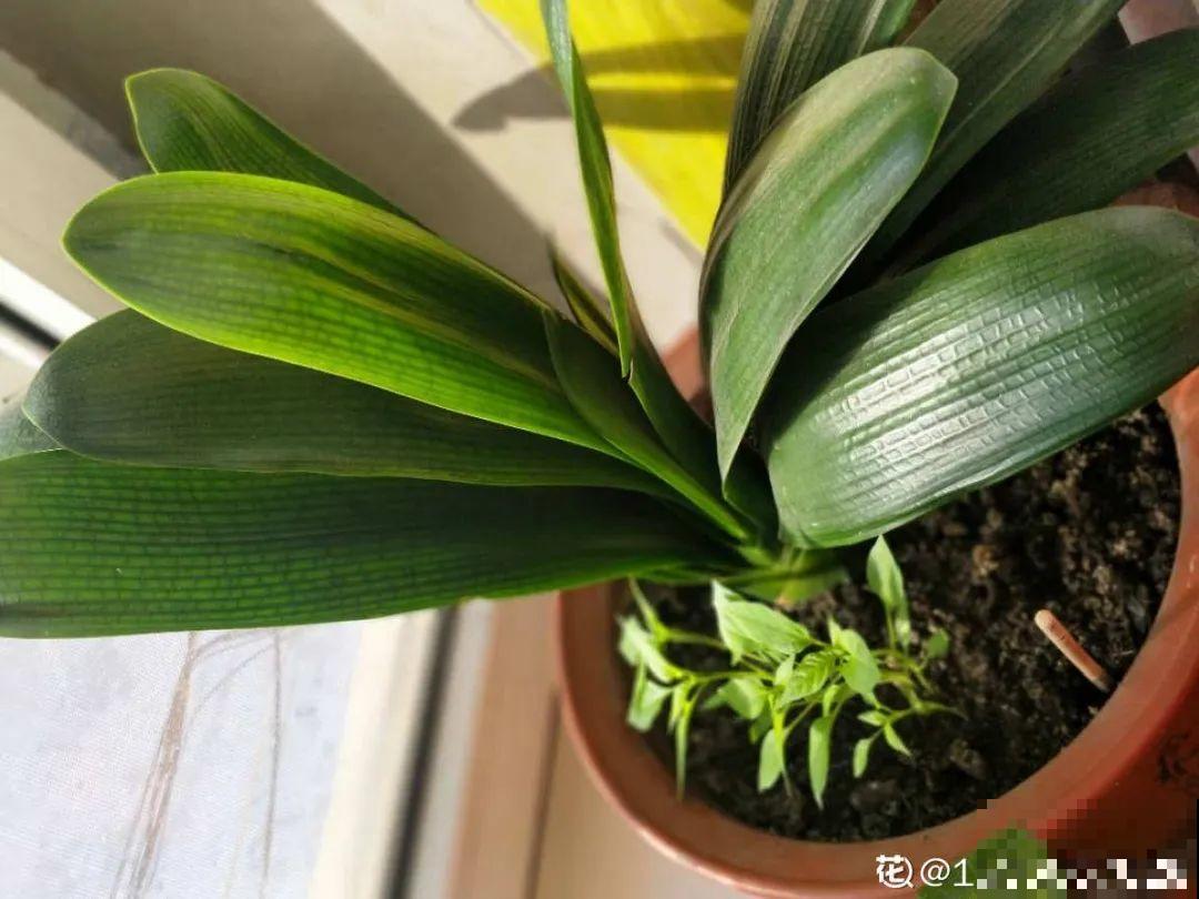 鱼肠肥、大骨粉，现在埋几勺，春天开花上百朵