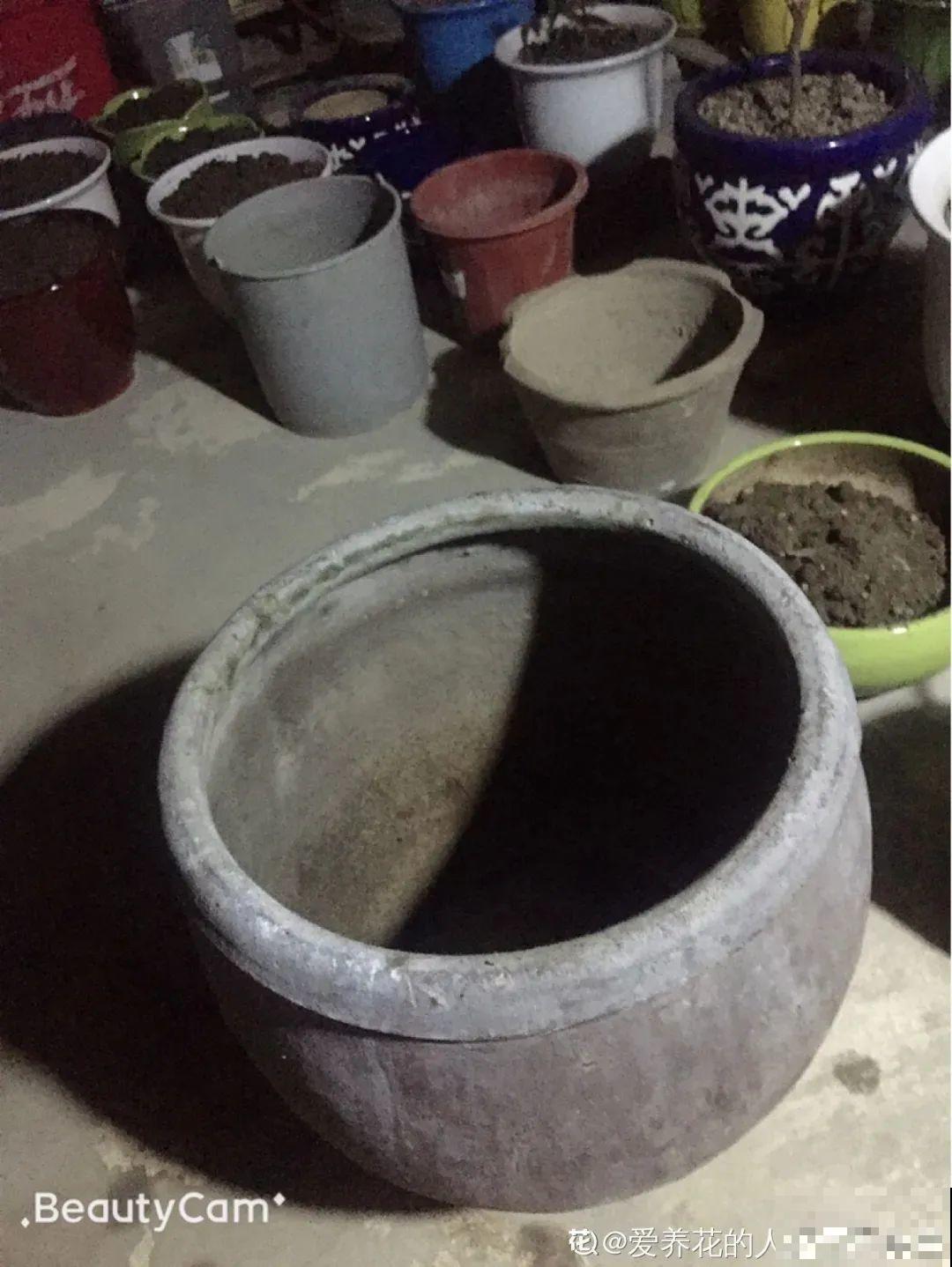 家里养盆“花中睡美人”，一天灌一瓢水，开花多得大缸放不下！