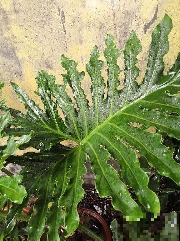 超耐阴的花,北阳台也能养,叶子美得像油画 超耐阴的花,北阳台也能养,叶子美得像油画