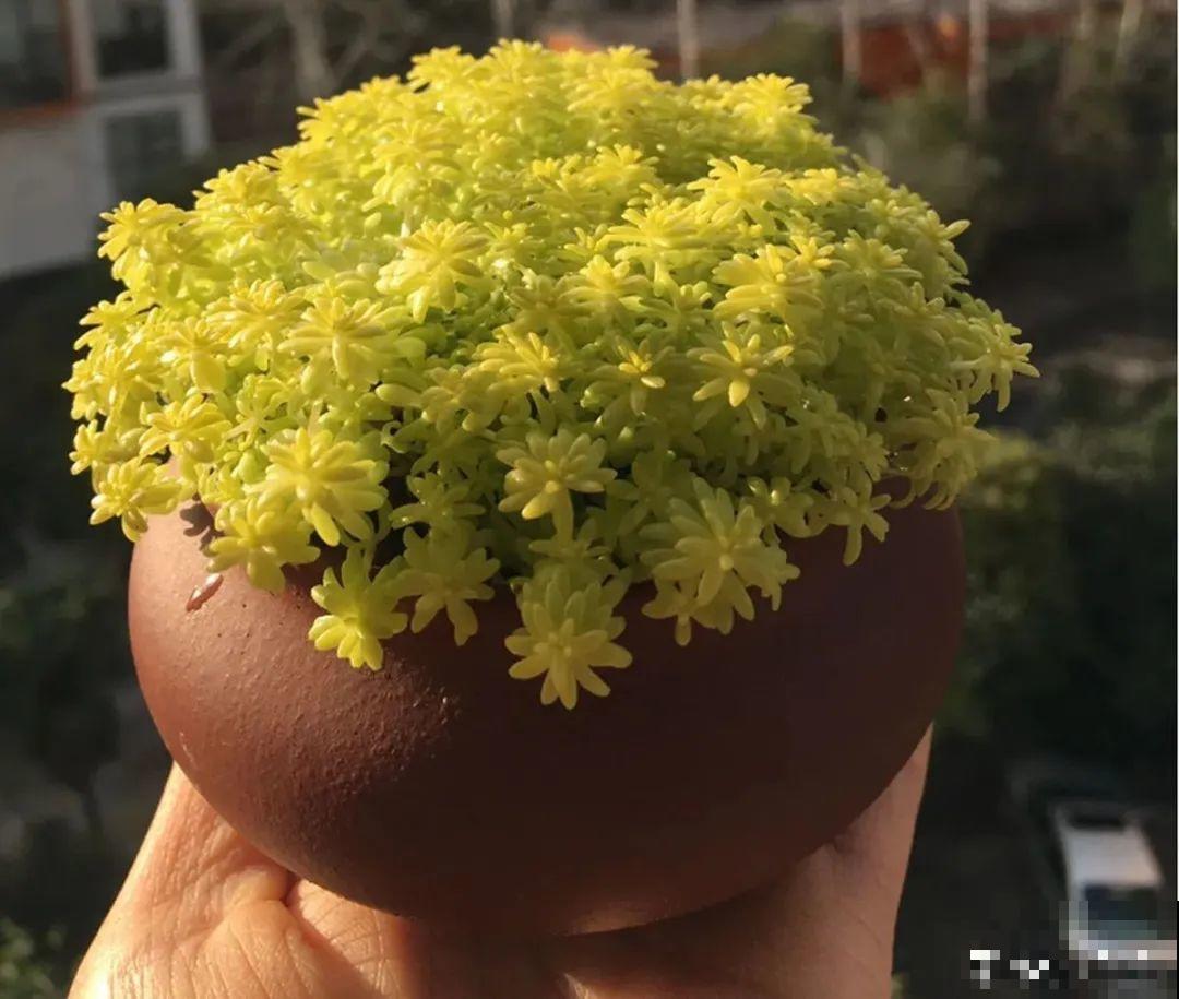 谁说多肉长得慢？养这3种，2个月长成瀑布