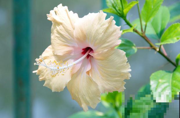 养花人必备：3分钟学会，居家养花小秘诀！