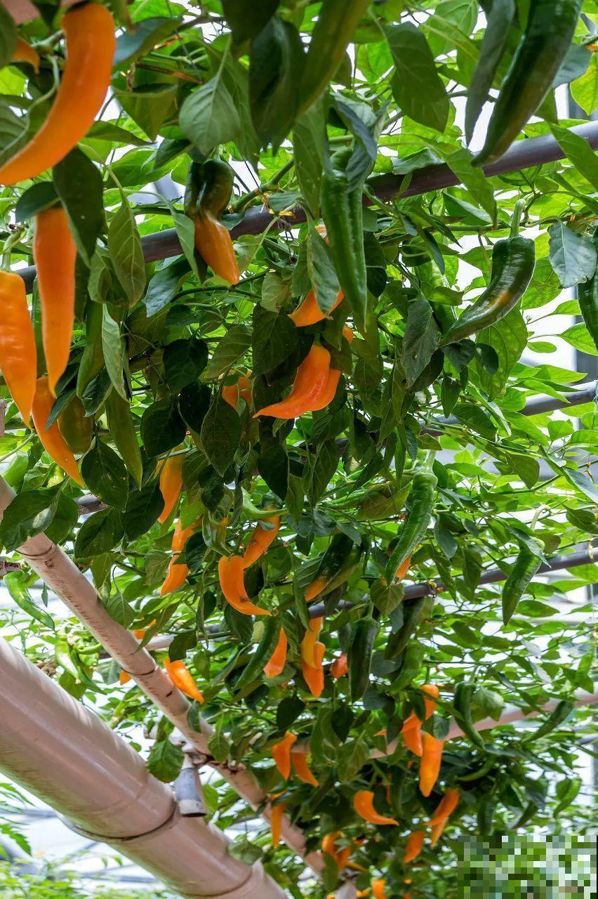 南瓜个头大的出奇，卖了2万8，比养猪还赚钱