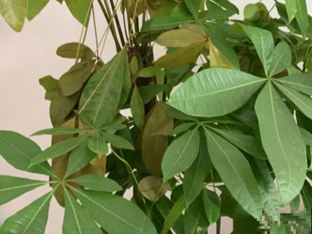 低于5度，6种花一整个冬天不浇水，也能照样活！