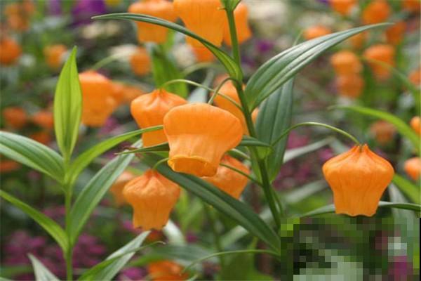 宫灯百合好看，开花像是小铃铛，养在家里特有气质