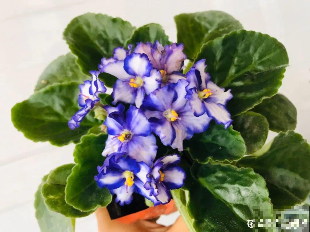 16种高颜值花，冬天耐寒不娇气，新手也能养爆盆