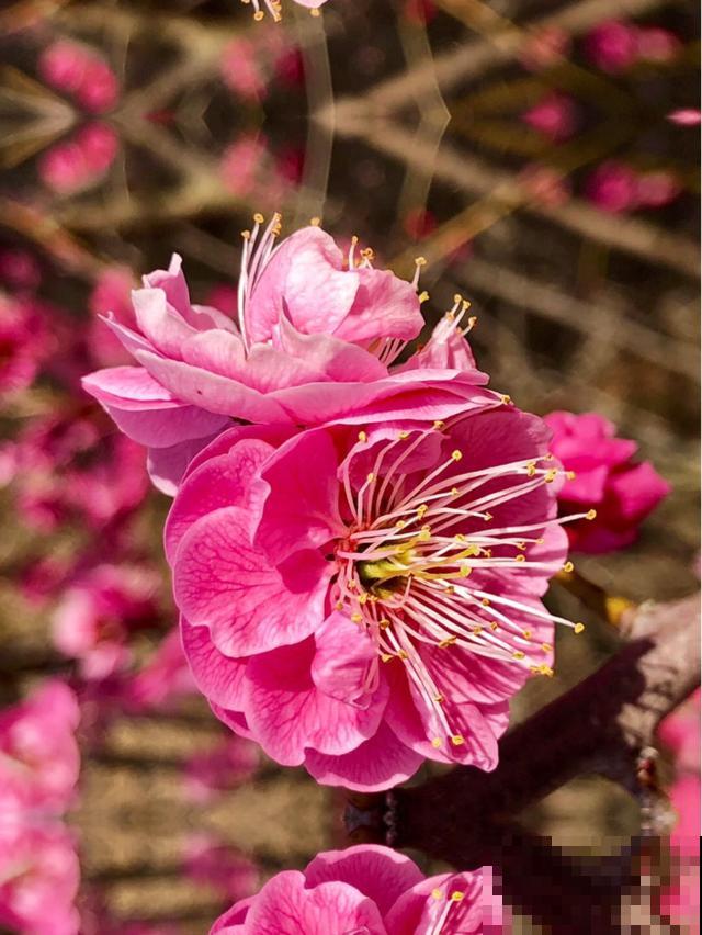 养花不知道养什么，就养花中四君子，高雅有气质，开花香气满屋