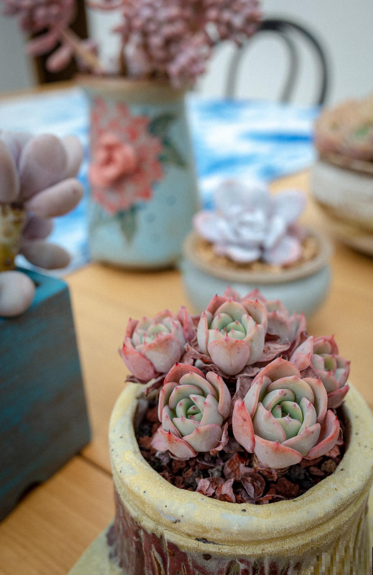 5种超级好养的多肉!肉嘟嘟的超级可爱,新手也能养爆盆! 5种超级好养的多肉!肉嘟嘟的超级可爱,新手也能养爆盆!