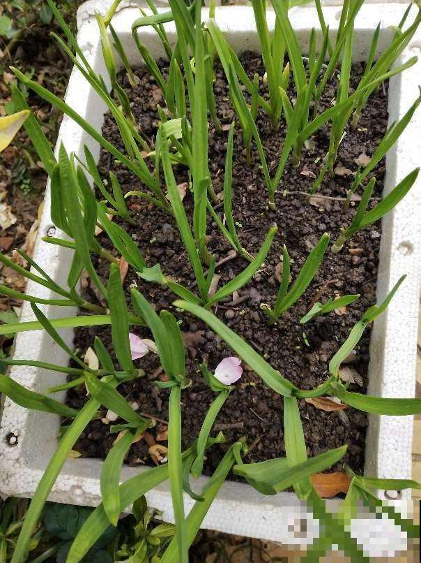 家里的快递盒子别丢掉，拿来养花效果好，还特省钱