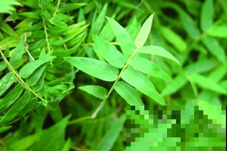 家里不能养竹子？最适合摆在桌子上的竹子，比花还好看！