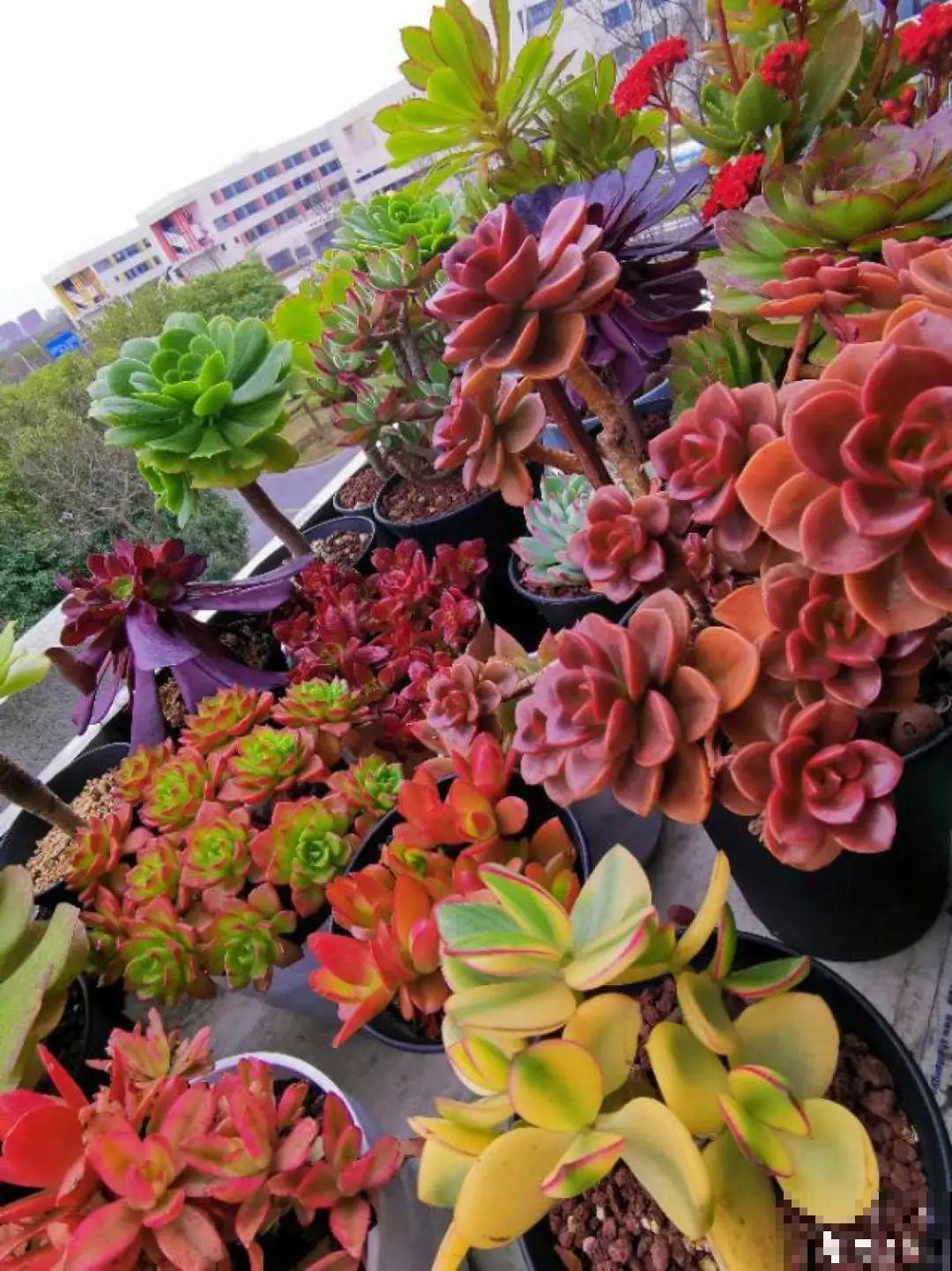 快过年了，肉崽子们都红火起来，陪我一起过节！