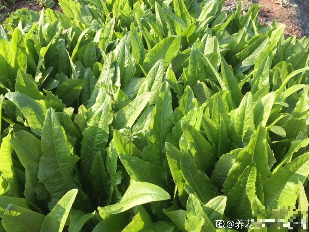 在家找个泡沫箱，撒把种子种蔬菜，不用出门买菜