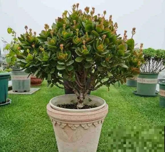 长寿花超全大养护，养爆盆的秘密，全在这里！