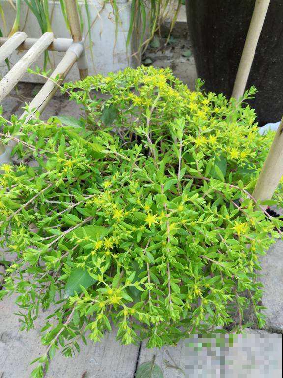 垂盆草生命力顽强，做好这4点，轻松长爆盆！