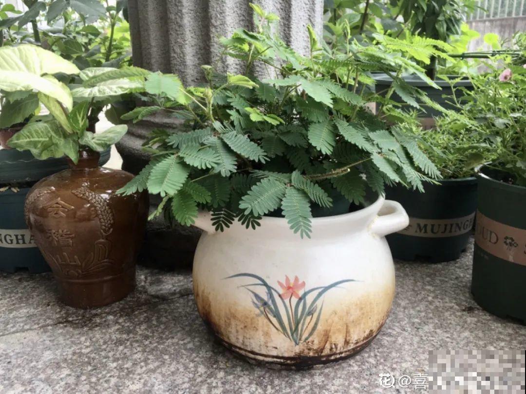 10个养花偏方,一般人我不告诉他,养花太好用 10个养花偏方,一般人我不告诉他,养花太好用