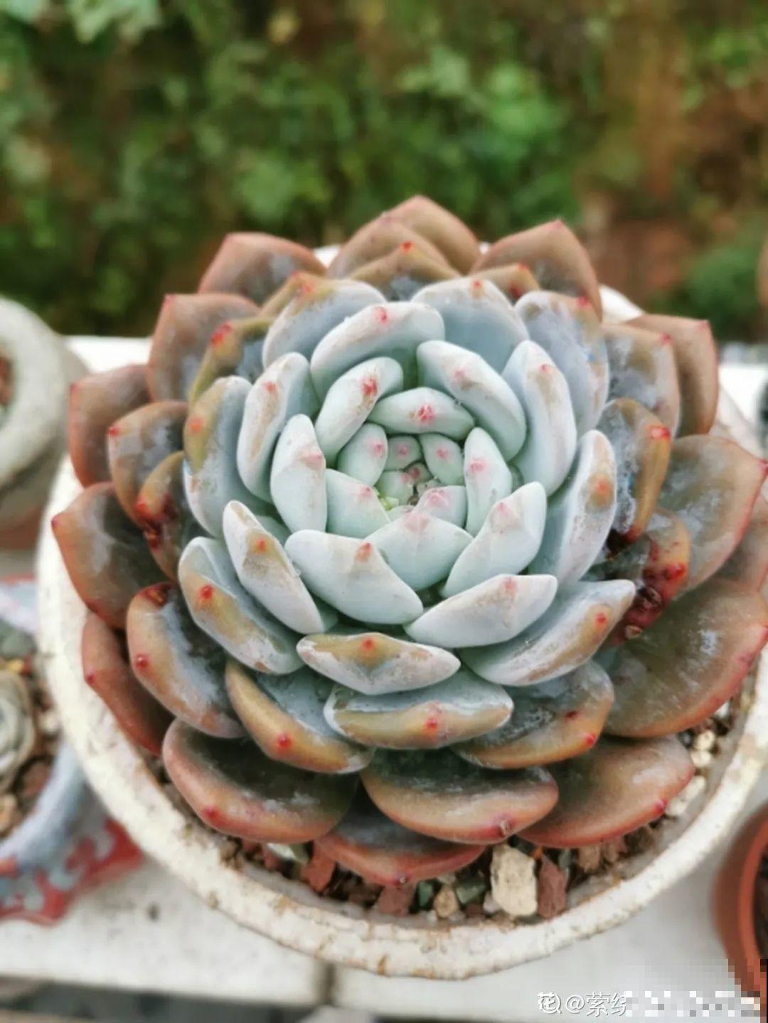 我在村里种多肉,盆盆状态美如画,城里人眼馋 我在村里种多肉,盆盆状态美如画,城里人眼馋