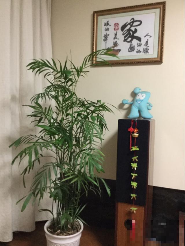 养花不知道养什么，就养花中四君子，高雅有气质，开花香气满屋