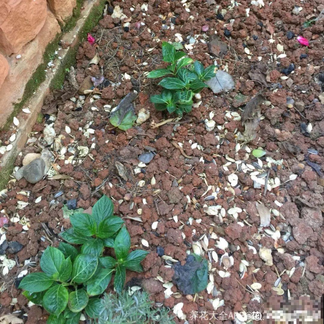 家里的花生壳别丢，拿来养花效果好，根系太旺盛