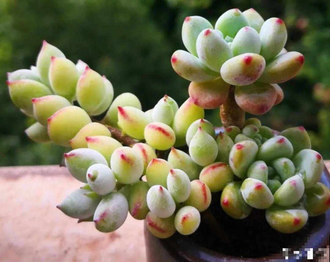 寒潮过后,多肉美出天际,颜色鲜艳明亮,真馋人! 寒潮过后,多肉美出天际,颜色鲜艳明亮,真馋人!