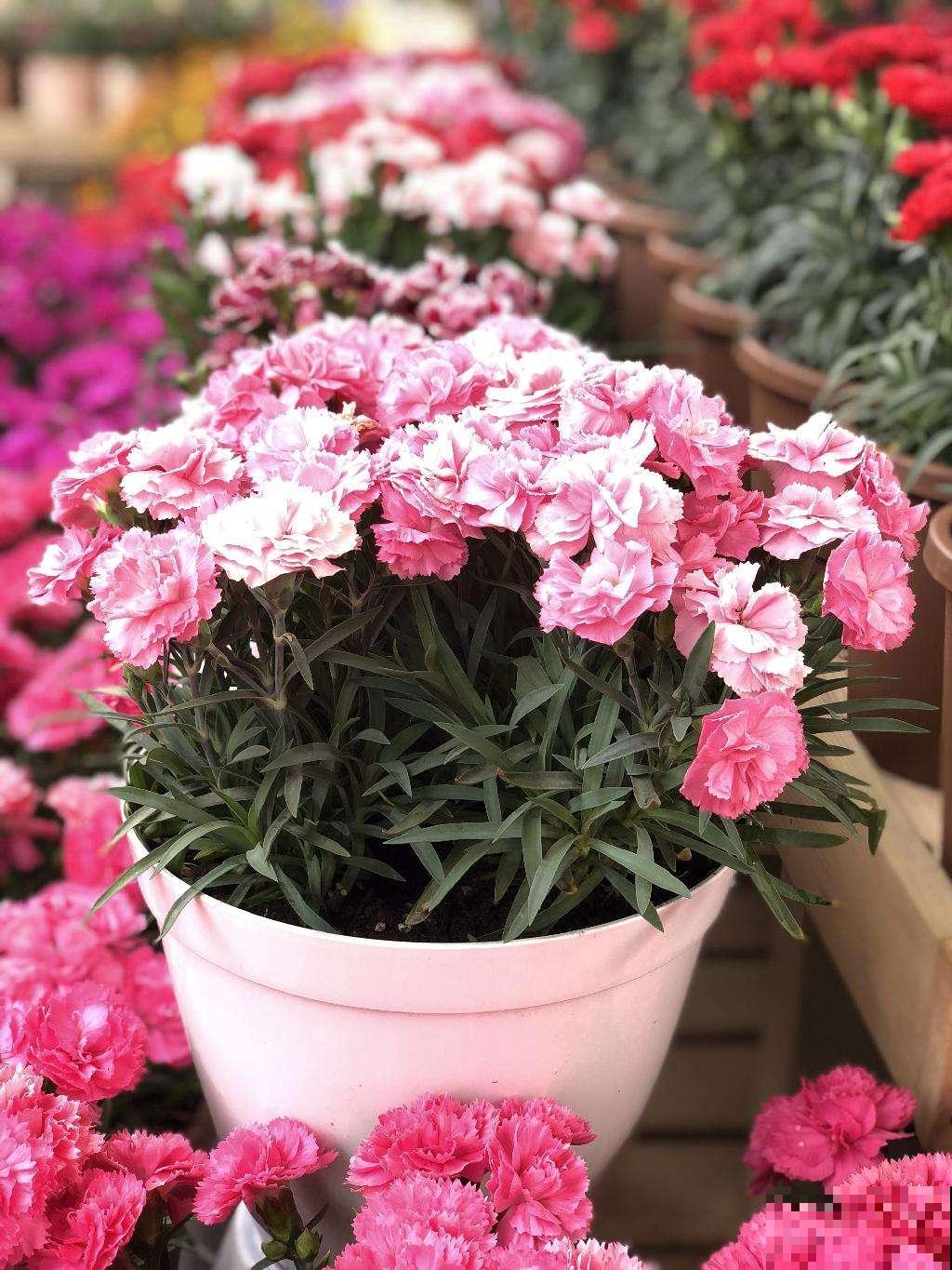 家里阳台养花，你得知道这几点，不然很难把花养好！