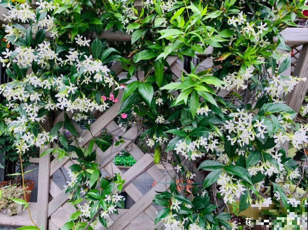 梦想有个院子，养花弄草，过舒心日子！