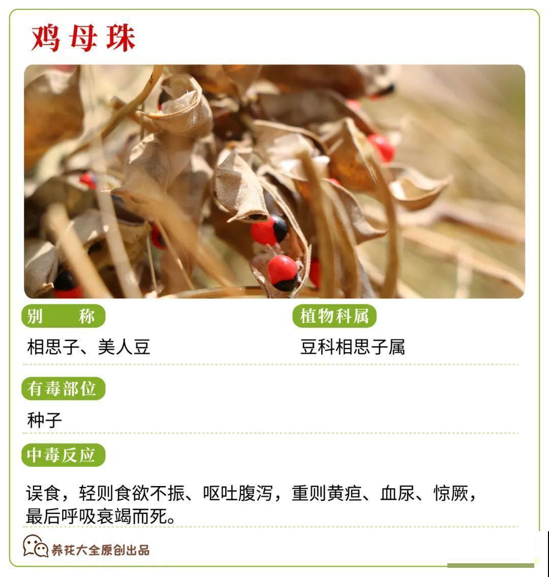 30种常见有毒花，很多人都在养，一定要小心养！