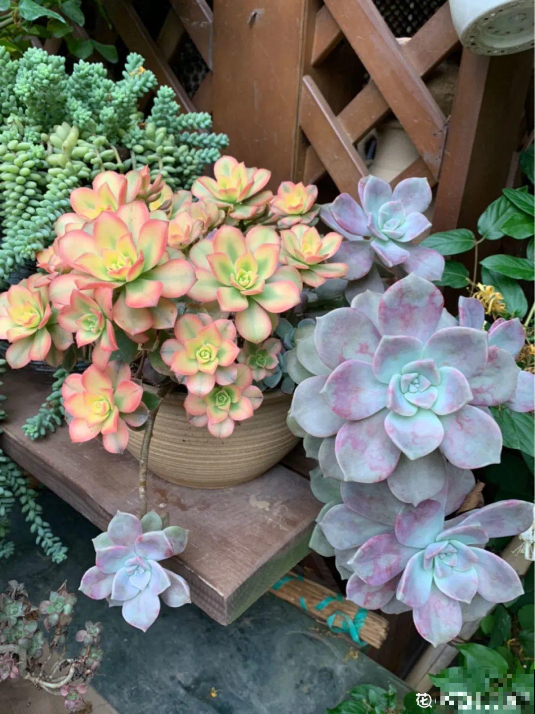 多肉老桩有多美，看着像是艺术品，造型超美