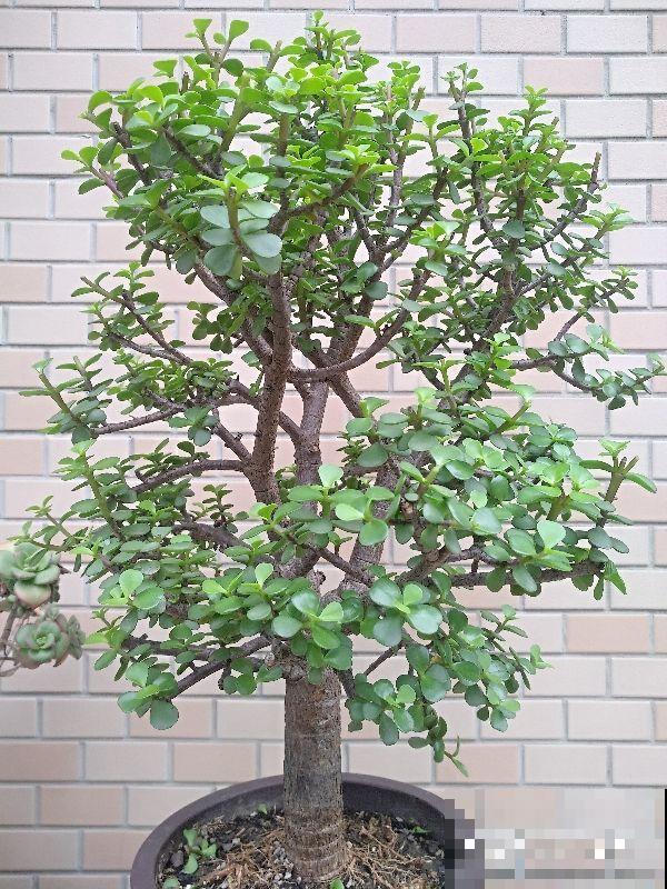 3种盆栽适合养成盆景,能养好多年,妥妥养成传家宝 3种盆栽适合养成盆景,能养好多年,妥妥养成传家宝