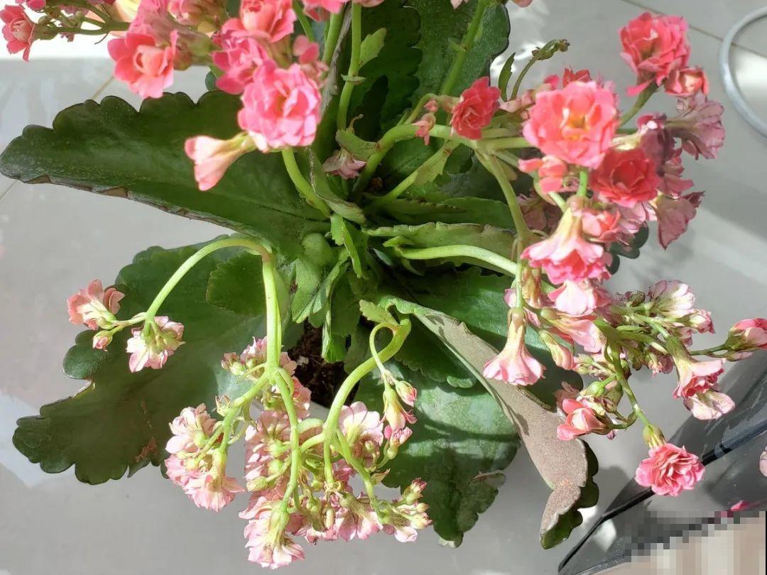 10种花的缺水信号，看到赶紧浇，不然3天必死！