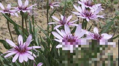 这几种花期短的花,最短只有5分钟,转眼就没了! 这几种花期短的花,最短只有5分钟,转眼就没了!