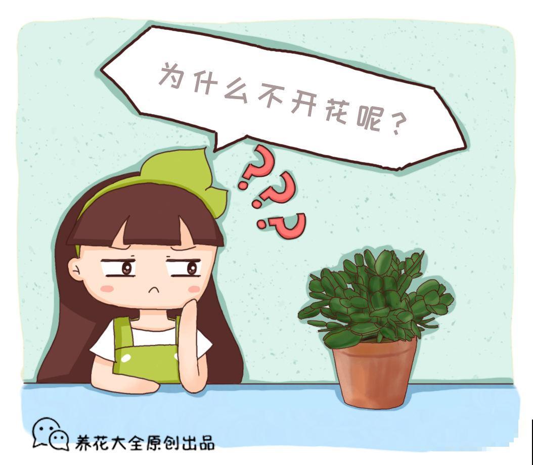 这些养花“好习惯”，坚持下去，养啥都能爆盆！