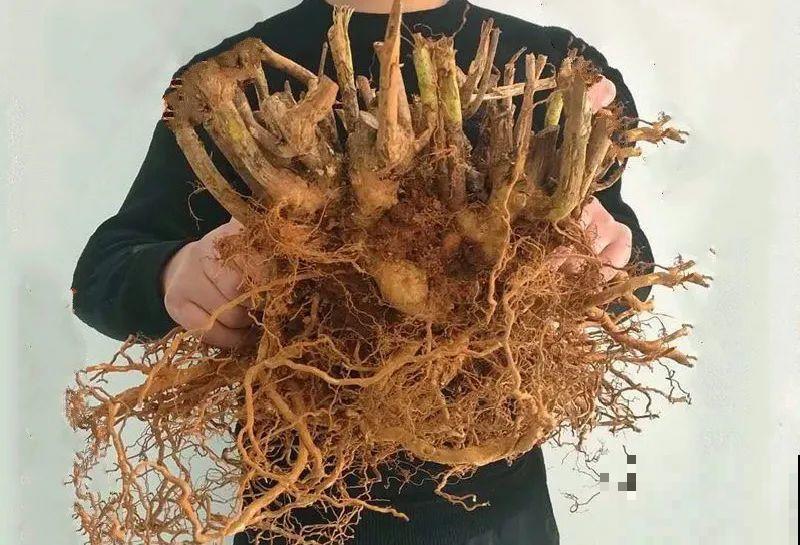 10年的绣球大老桩，九块钱也别买，难开花还浪费感情