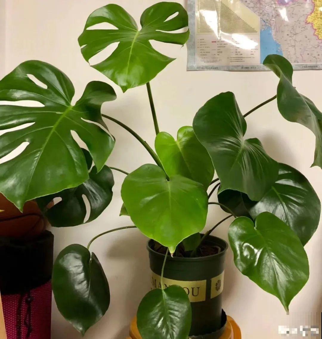 24种花,净化空气最厉害,绿萝竟然倒数! 24种花,净化空气最厉害,绿萝竟然倒数!