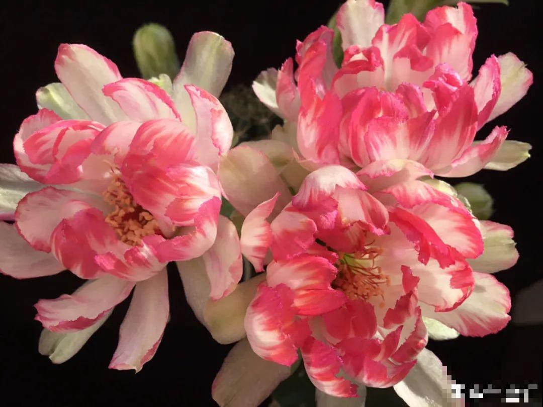 花市10块钱买的花，开花之后身价倍增，真赚了！