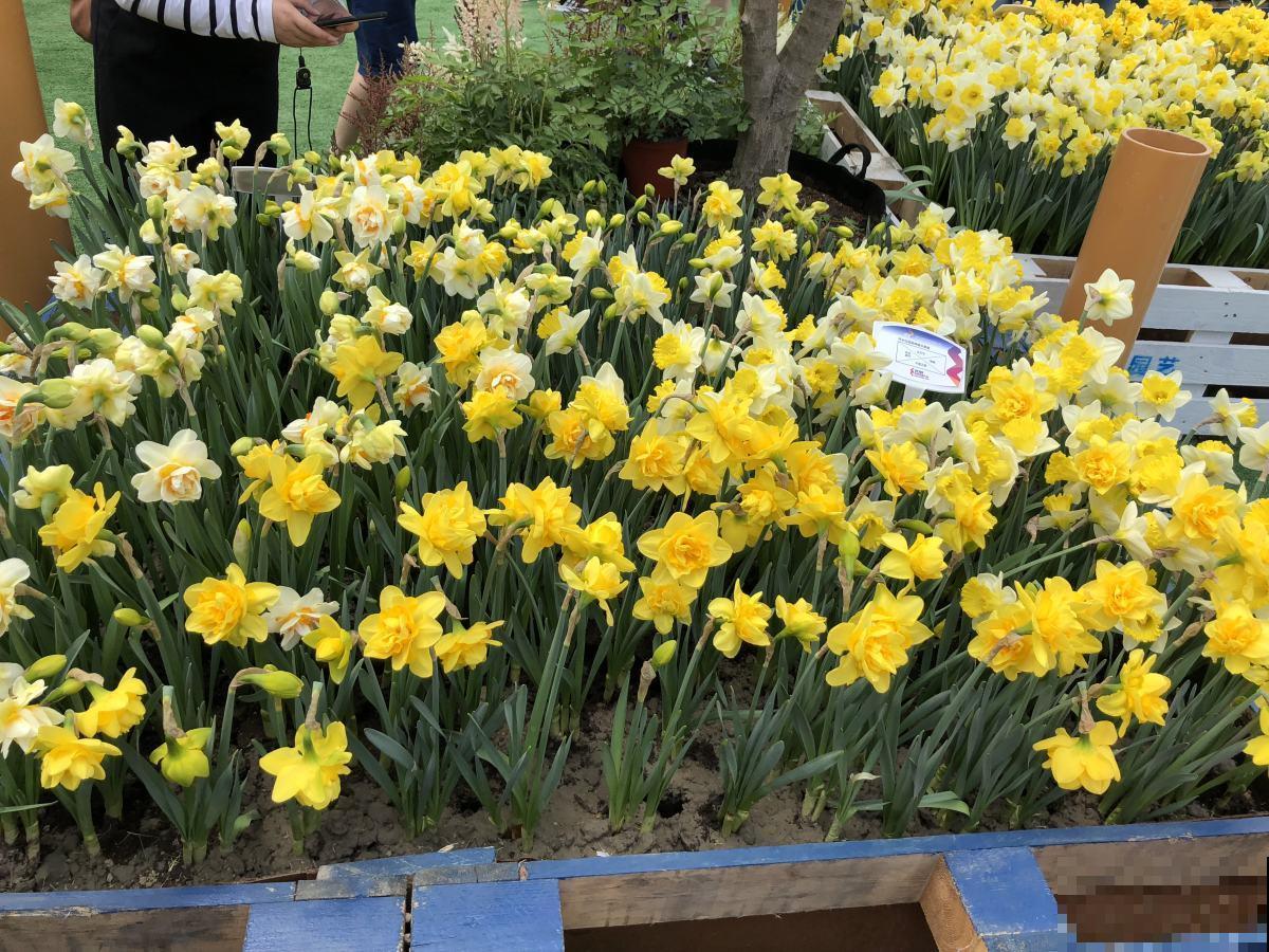 又到了养水仙的季节!做到这几点,水仙才能砰砰开花! 又到了养水仙的季节!做到这几点,水仙才能砰砰开花!