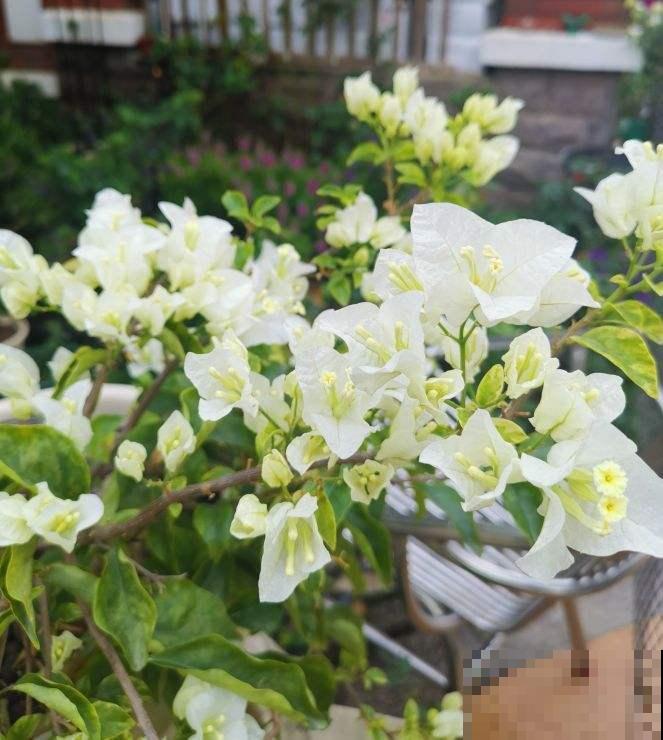 初春三角梅养护,要格外注意4要点,才能开花爆盆 初春三角梅养护,要格外注意4要点,才能开花爆盆