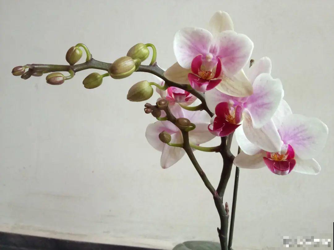 蟹爪兰开完了，从这里剪掉，还能再开一次