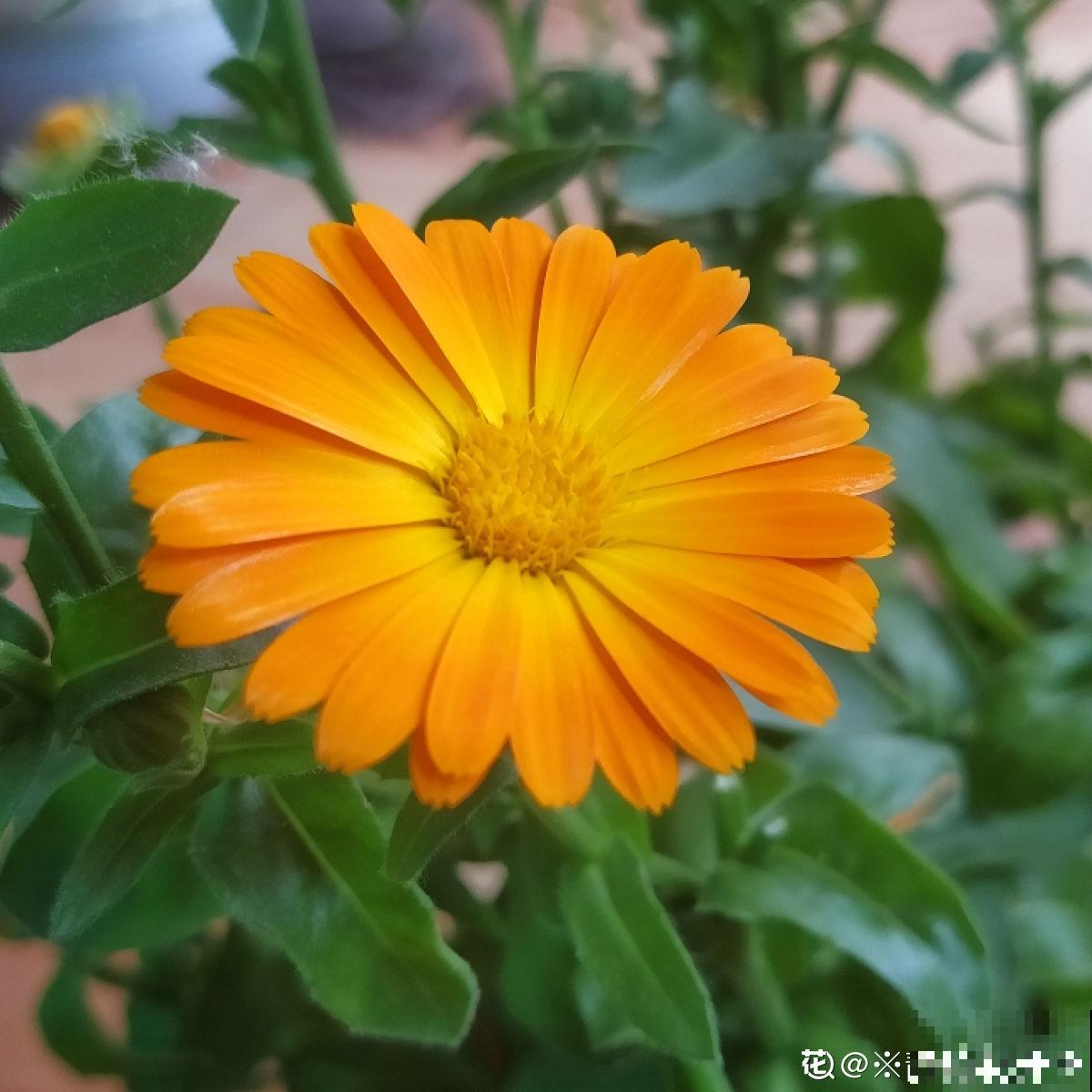 4种花，越凉爽长得越好，太热反而不开花