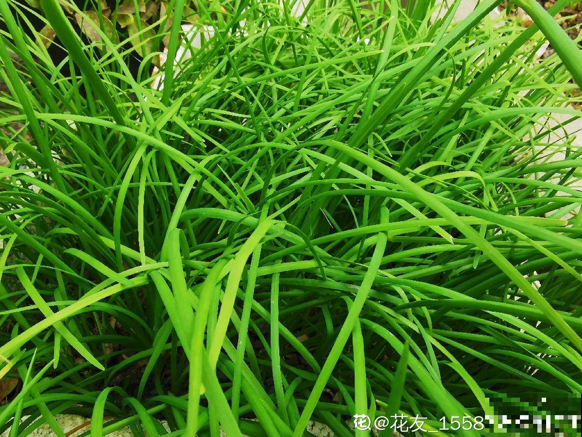 初春的野菜贵如金,挖的人越来越多,数量也越来越少 初春的野菜贵如金,挖的人越来越多,数量也越来越少