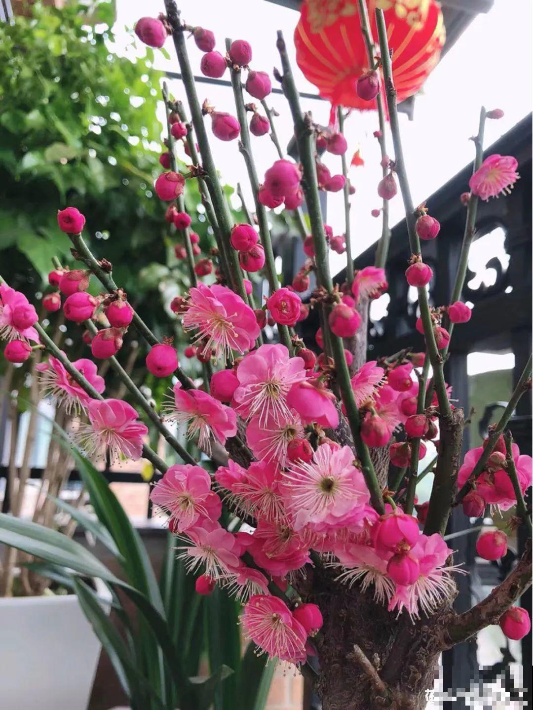 红红火火的过年花,开花特热闹,过年必备! 红红火火的过年花,开花特热闹,过年必备!