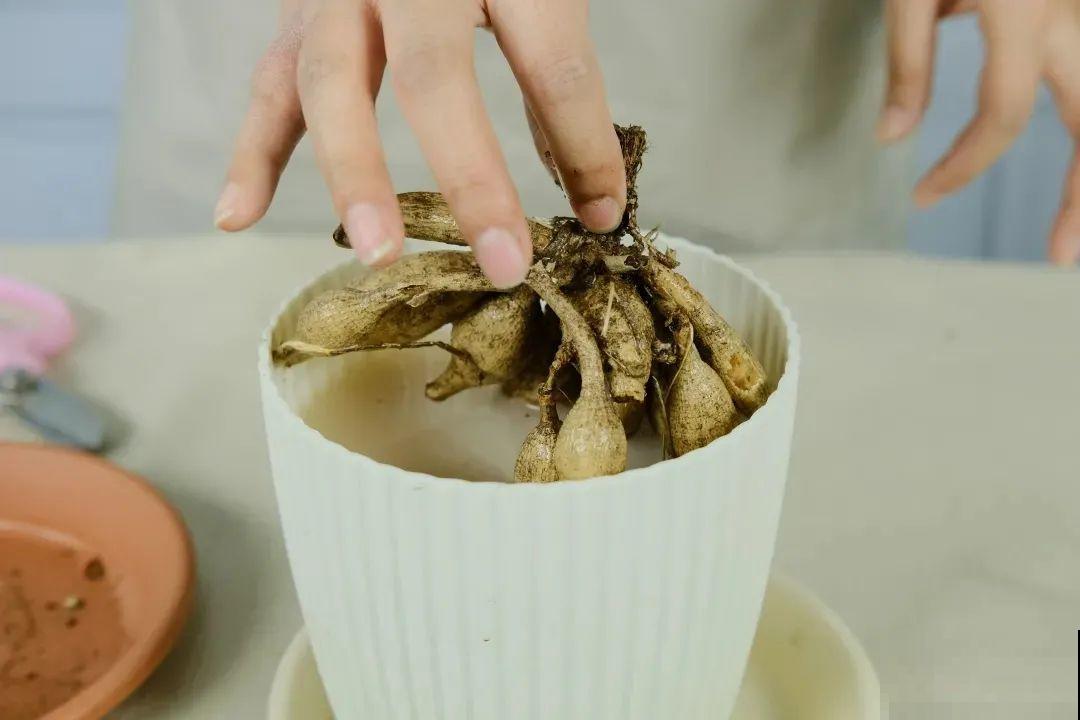 大丽花真是开花机器，连开6个月不歇气，花比脸盆还大