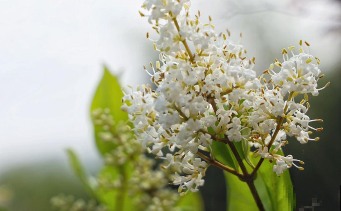 女贞也能养盆景，好修剪、好定型，养一盆不亏！