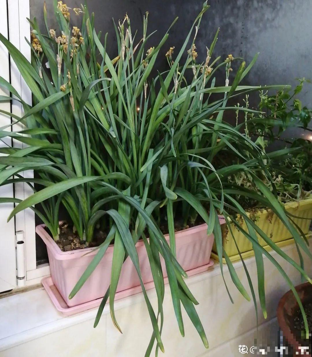 “过年花”开完，还能分10盆，每年都开花