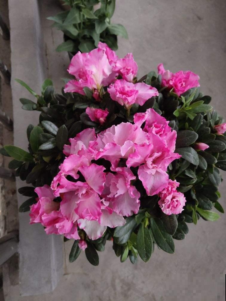 30个有趣的花谜,大多数人猜不对,你猜对了吗? 30个有趣的花谜,大多数人猜不对,你猜对了吗?