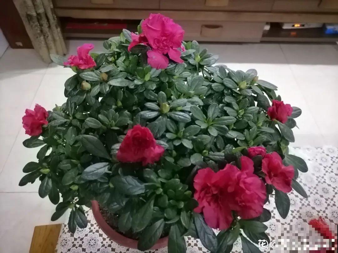 百合开花不是一次性，开完要施肥，1盆能生20盆