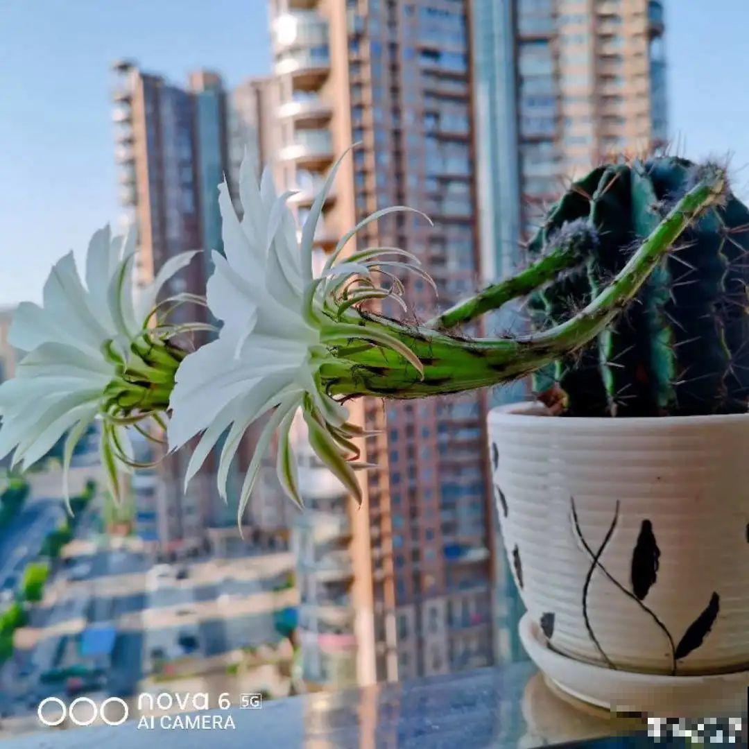 不同的花要摆在不同地方，摆对了才好看，摆错了看着糟心！