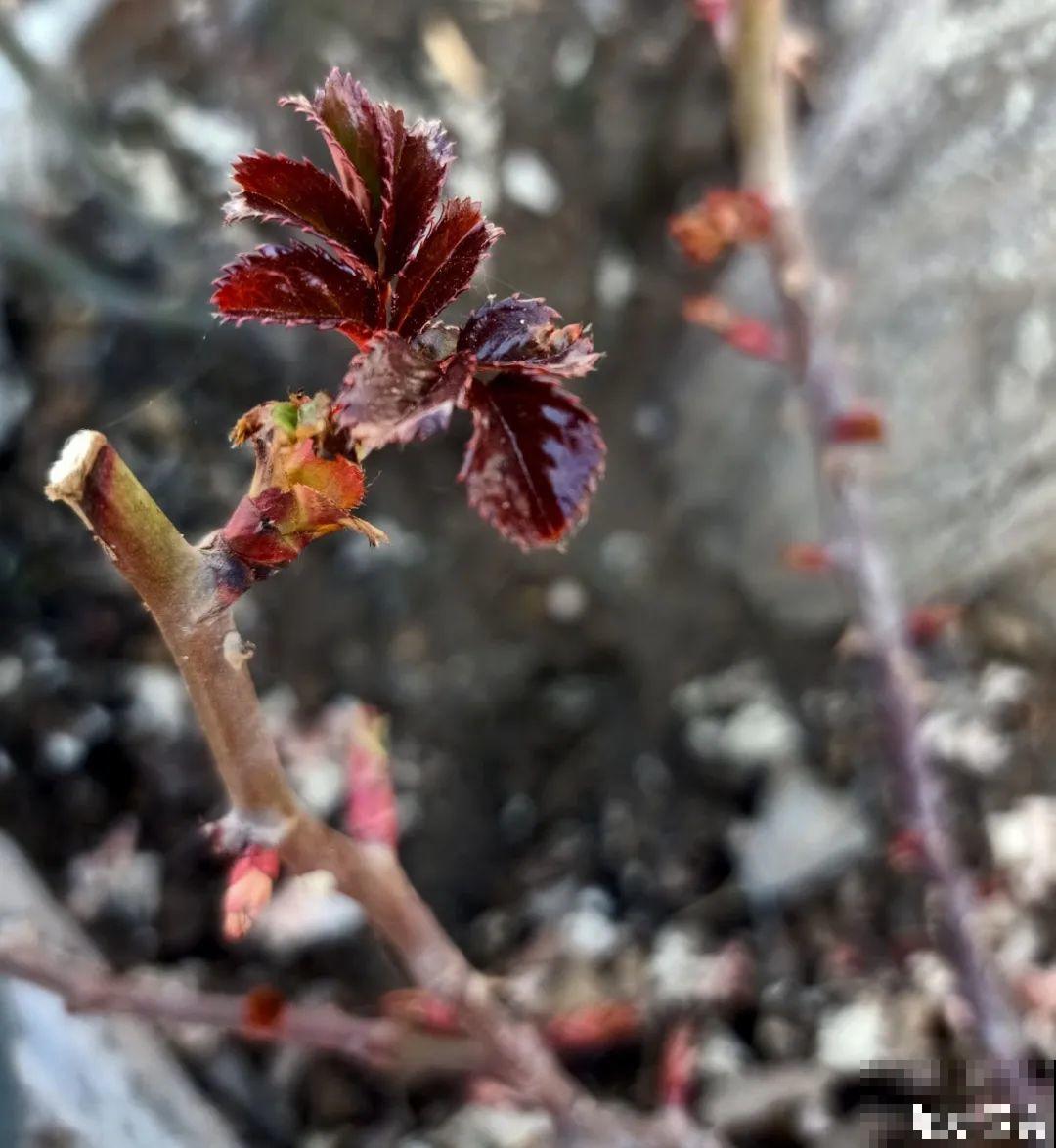 春天花要苏醒了，快施肥，新芽狂窜不断
