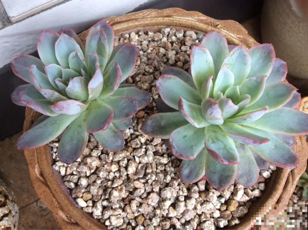 多肉要是养好了，精致得像艺术品，光看就很满足了