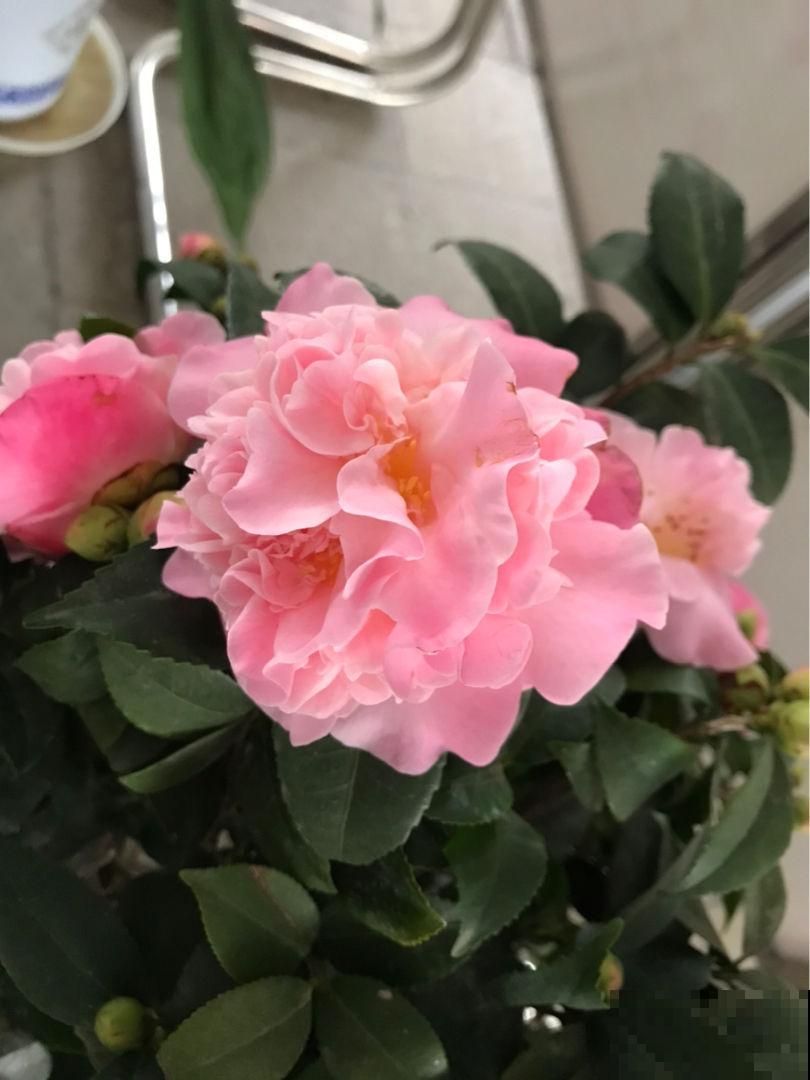 茶花越冷开花越多,但总是掉花苞,原来养护出现问题 茶花越冷开花越多,但总是掉花苞,原来养护出现问题